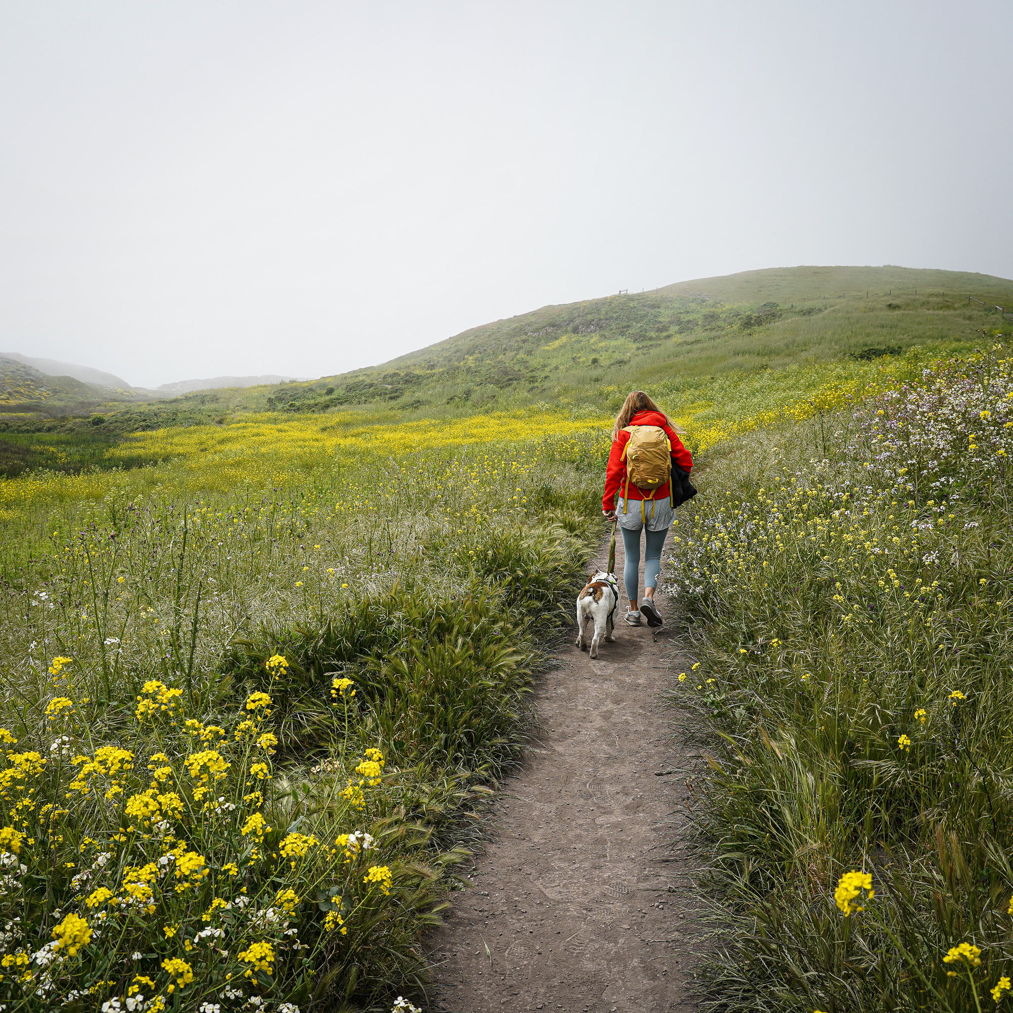 Point reyes dog friendly hikes hotsell